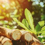 Close-up of cassava fruits on the plot_ Selective focus stock photography
